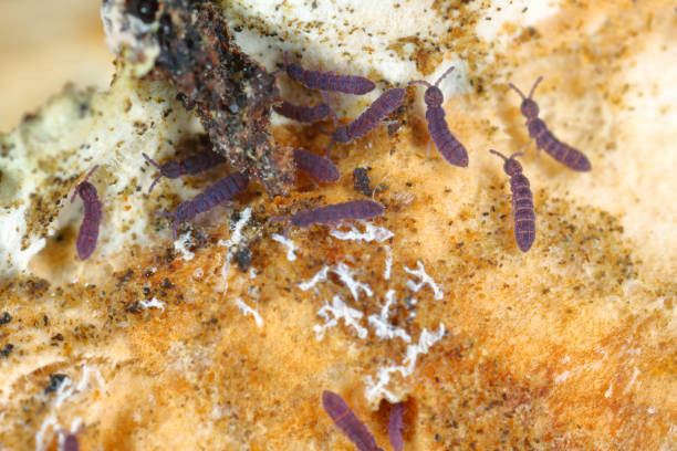 Tiny , purple Springtails Collembola on the fruiting body of the mushroom. Tiny , purple Springtails Collembola on the fruiting body of the mushroom. collembola stock pictures, royalty-free photos & images
