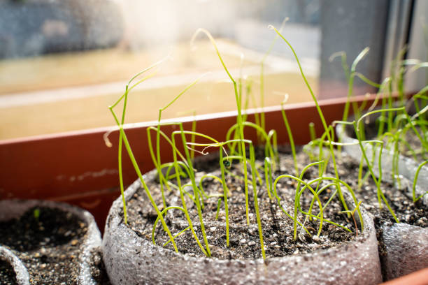 istock Modern technology for germinating seedlings in polyethylene foam rolls. Growing onion sprouts from seeds on a windowsill in spring. Preparing for the gardening season 1482144448