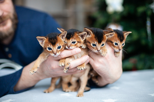 Man holding a bunch of  abyssinian ruddy kittens. Cute one month old kittens in the hands.