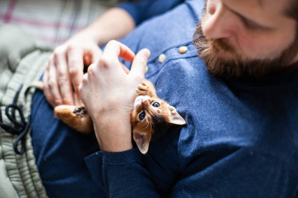 istock Little abyssinian ruddy kitten laying on mans chest. 1482144676