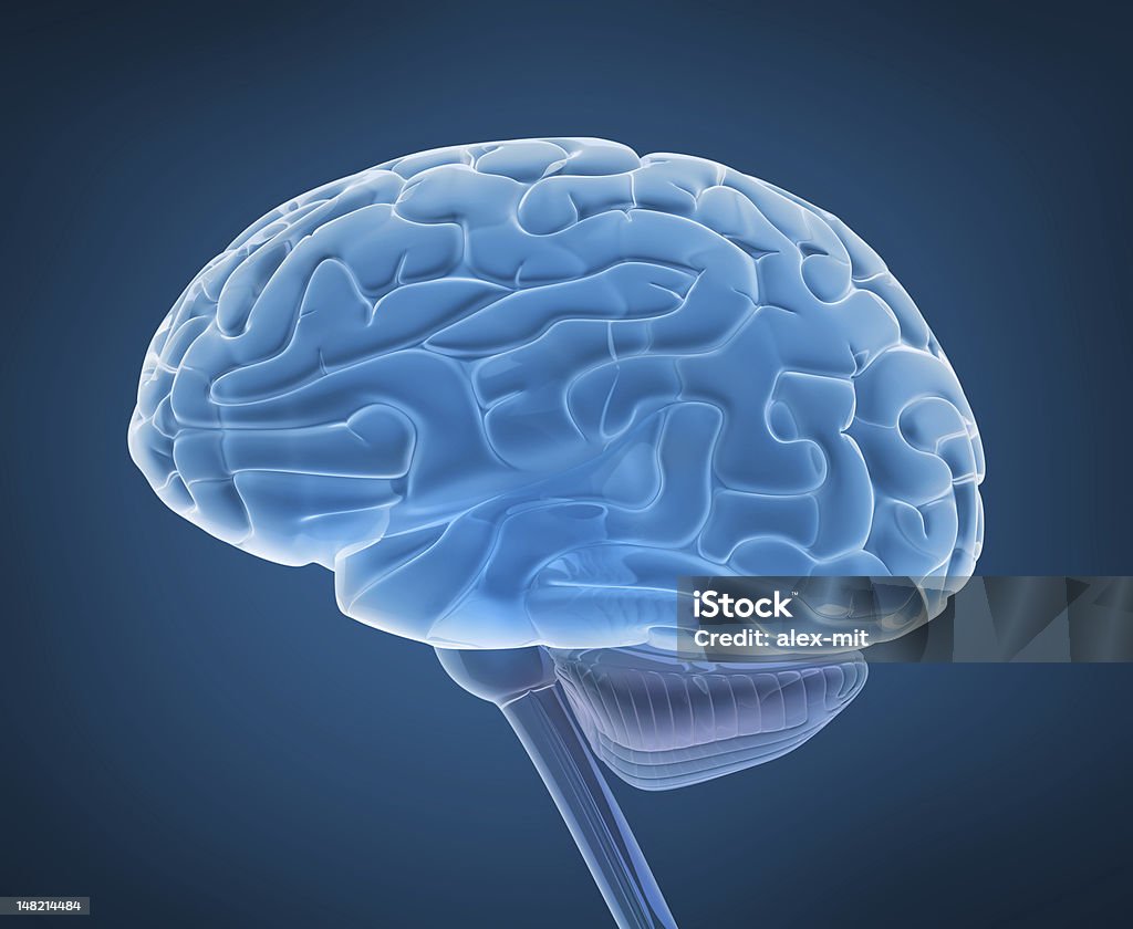 Человеческий мозг и спинной мозг в клетки видом - Стоковые фото Анатомия роялти-фри