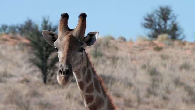 Close up giraffe looks to camera and walks away in the wild