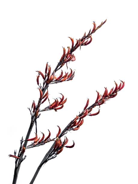 Flax plant isolated on white background.