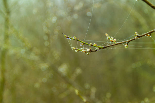 The first spring raindrops on the branches of a tree in the forest
