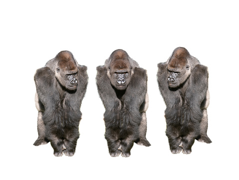 three western lowland gorilla isolated on white background