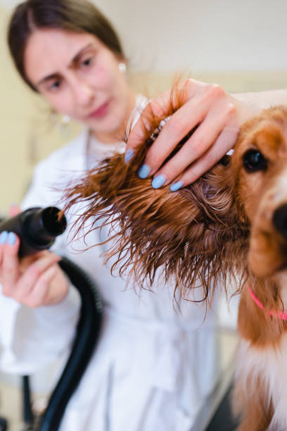 istock Woman work at grooming salon 1482147542