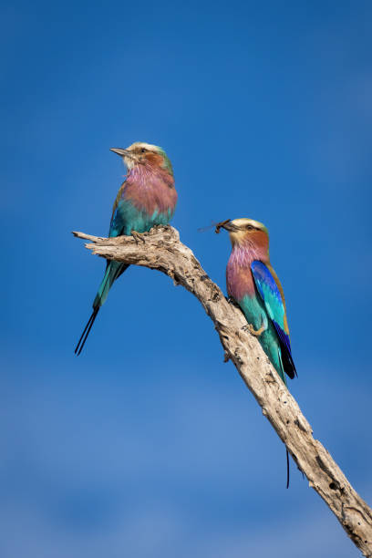 Male lilac-breasted roller with offering for female Male lilac-breasted roller with offering for female lilac breasted roller stock pictures, royalty-free photos & images