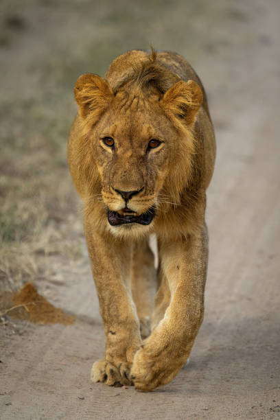 istock Male lion walks down track towards camera 1482147705