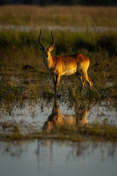 istock Male red lechwe stands staring in marshes 1482147723