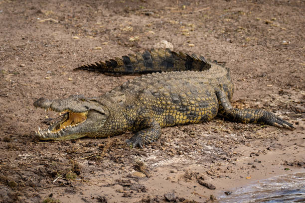 istock Nile crocodile lies on beach opening mouth 1482147734