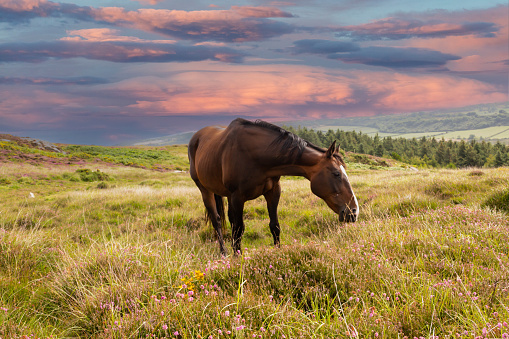 Beautiful bay horse grazing in heather on hillside in rural Wales with a beautiful pink and blue sky as a backdown.