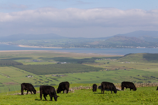 Herd of black cattle grazing happily in Welsh countryside, with estuary and Snowdonia mountain range as a beautiful  backdrop.