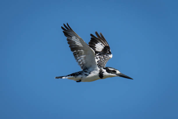 istock Pied kingfisher flies in clear blue sky 1482147883