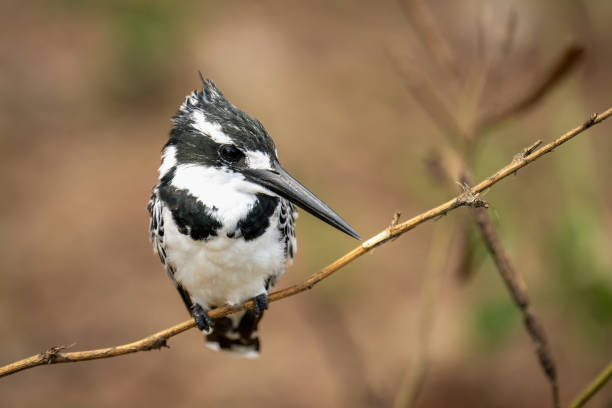 istock Pied kingfisher on thin branch eyeing camera 1482148664