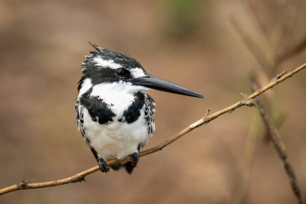 istock Pied kingfisher on thin branch turning head 1482148707