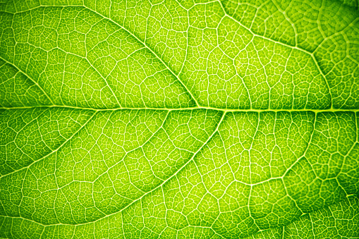 green macro leaf texture,close up detail of green leaf texture, background texture green leaf structure macro photography