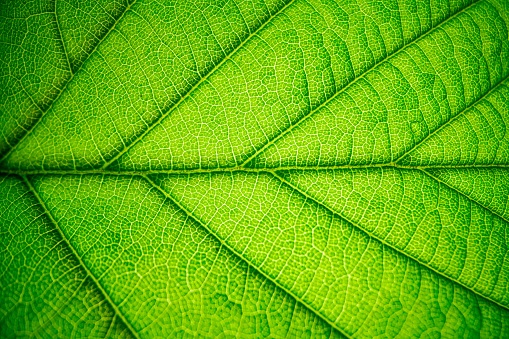 Macro of green leaf texture high details