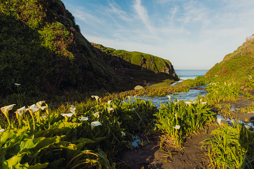Panoramic photo of calla lily flowers by the rover leading to the ocean during spring sunrise on Monterey peninsula, the USA