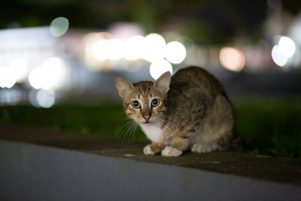 istock cute cat in urban areas 1482150405