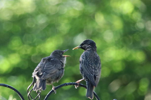 istock Adult starling feeding chick perching 1482152087