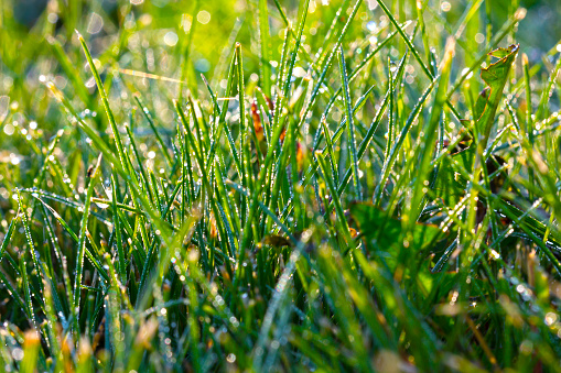 Green grass in the morning sun with dew drops