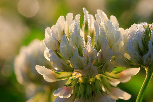 Clover flower in the sunlight