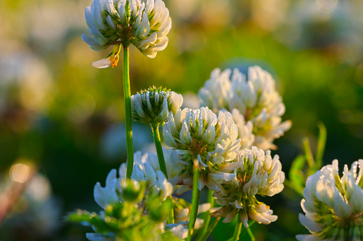 Clover flowers in the morning sun with dew drops