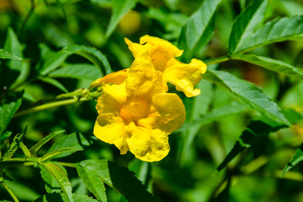 istock Flowers on bush of Tecoma stans (yellow trumpetbush, yellow elder, ginger Thomas) 1482156251