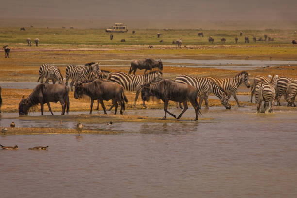istock Zebras and wildbeest drinking water in Ngororo Crater. 1482157100