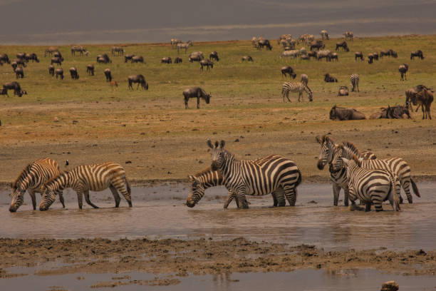 istock Zebras drinking water in Ngororo Crater. 1482157278
