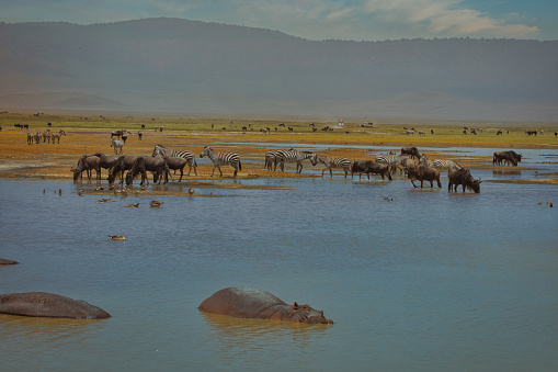 Animal Watching and Safari in Africa, Tanzania, Ngorogoro Crater