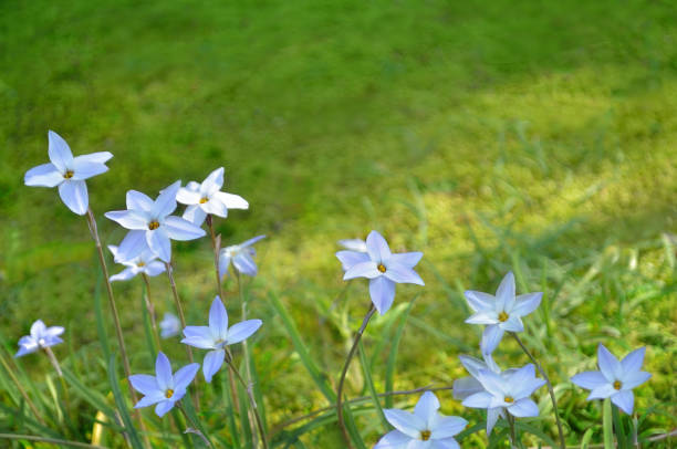 Purple Flowers on the Ground