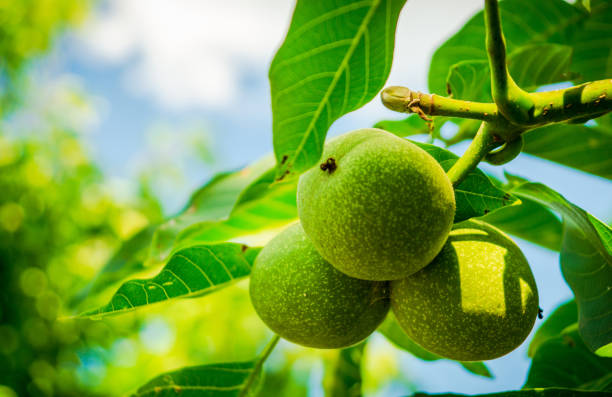 Three green nuts in a flowery tree with leaves in nature, with sky background.