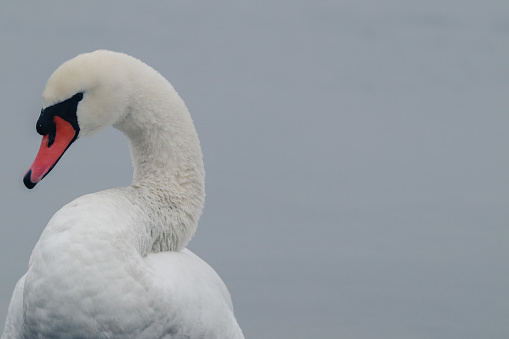 A portrait of a white swan in a lake
