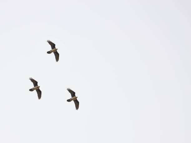 istock upland buzzard raptor in the high sky 1482162515