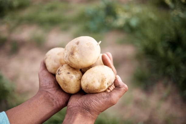 farmer, hands or harvesting potatoes in farm, agriculture field growth or countryside nature environment in export logistics sales. zoom, man or farming worker and ground vegetables food or soil crop - healthy eating freight transportation globe planet imagens e fotografias de stock