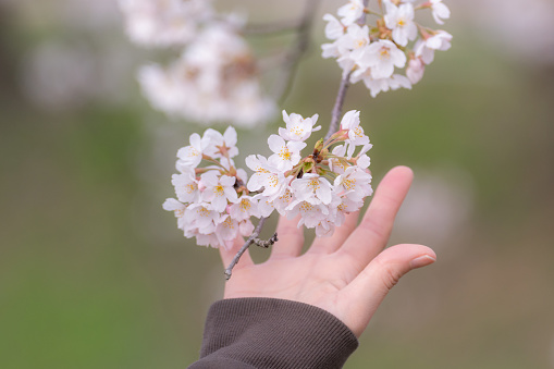 Woman's hand touching cherry blossoms