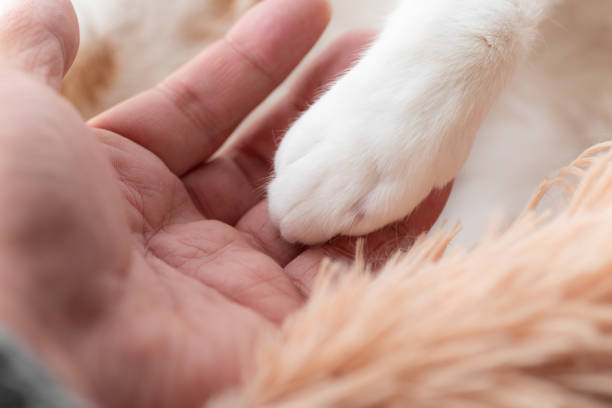 istock cat's hand and human's hand 1482163989