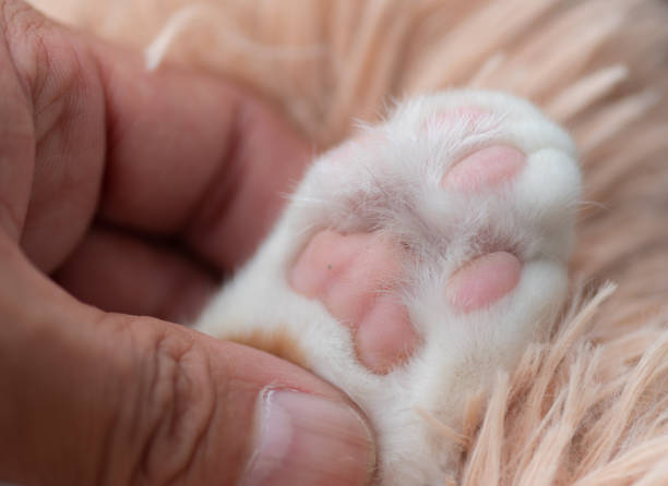 istock cat's hand and human's hand 1482164002