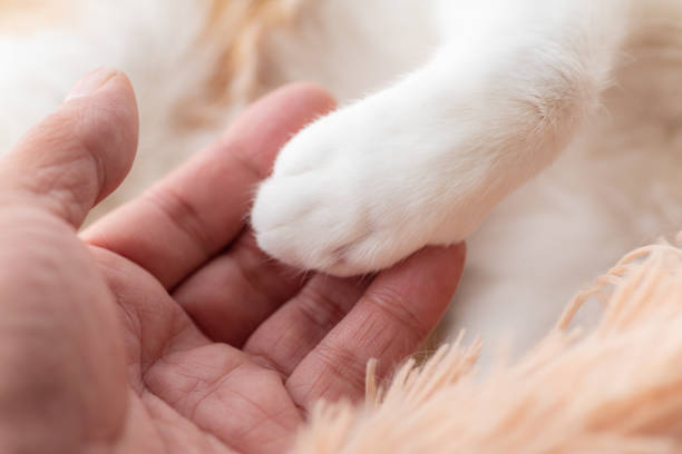 istock cat's hand and human's hand 1482164018
