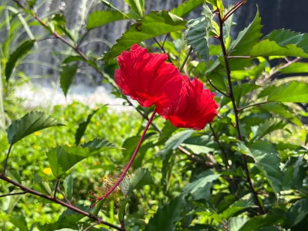 istock Shoeblackplant flower 1482164390