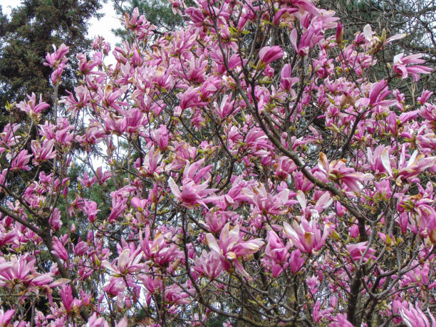 istock Flowering magnolia tree in the spring - in Romania 1482165278