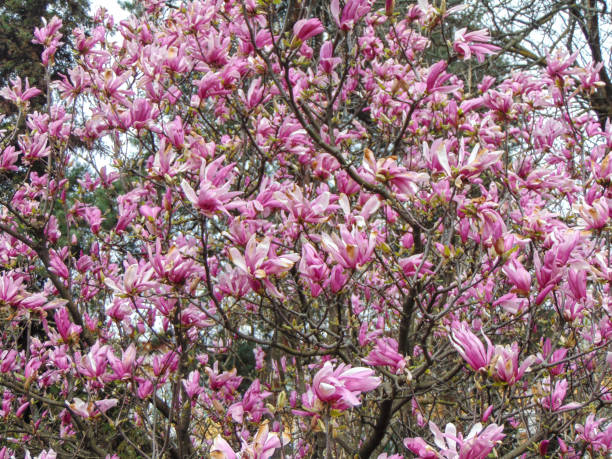 istock Flowering magnolia tree in the spring - in Romania 1482165279