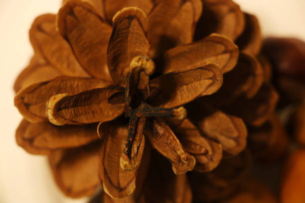 kesiya pine cones brown in white background . - kesiya imagens e fotografias de stock