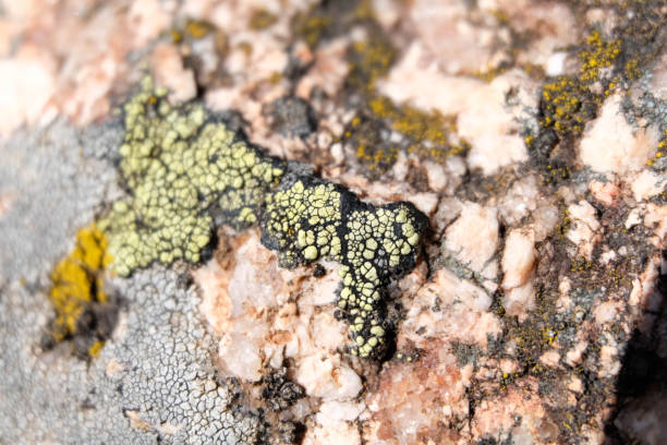 istock Beautiful Rock Dried Plant Moss with Texture Pattern Cracks Beauty 1482165886