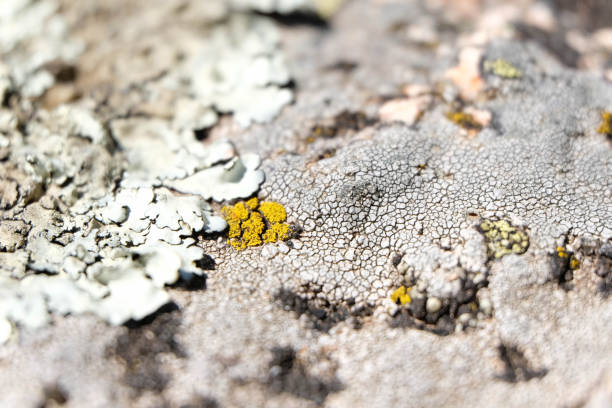 Macro close up lichen background nature idea mountain forest