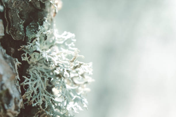 Cold colors background space nature beauty minimal blurred holiday