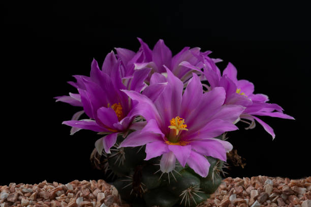 istock Close up of cactus flower 1482166087