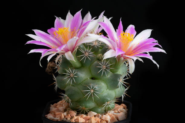 istock Close up of cactus flower 1482166183