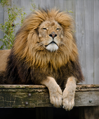 A Majestic Lion Resting on the Rock in the Zoo.